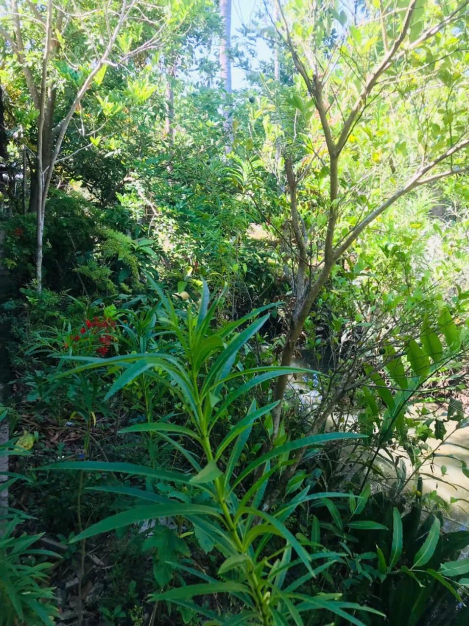 Ba Danh Homestay & Kitchen - Ben Tre Mekong Экстерьер фото